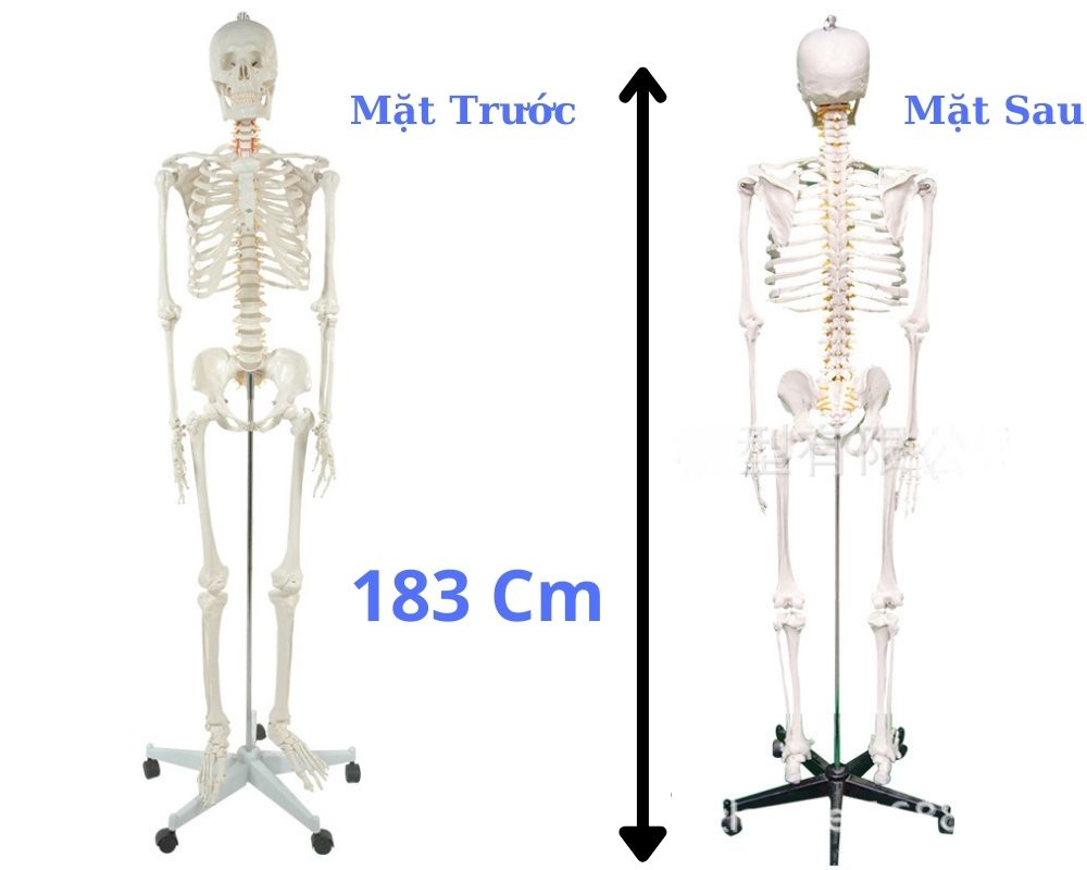 MÔ HÌNH GIẢI PHẪU